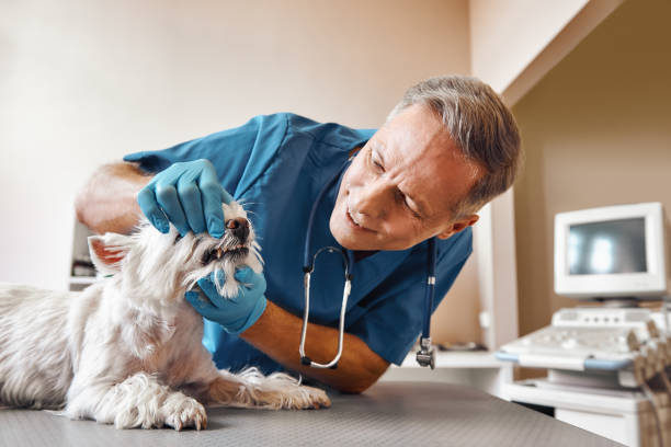 Best Emergency Dental Services for Seniors in Hildale, UT